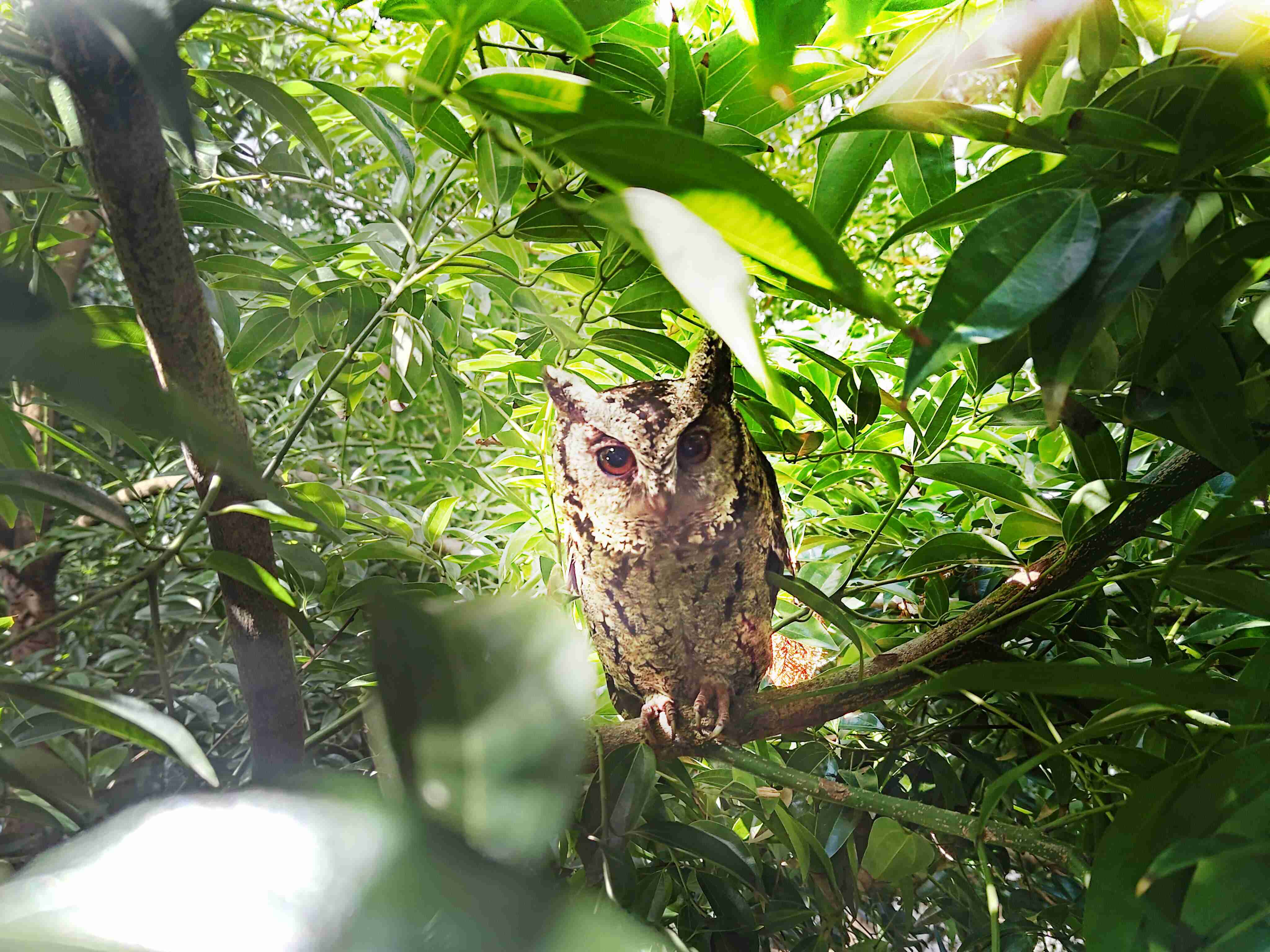 JDB电子致力提倡净零绿生活，，，，16年以来在全球各厂区植树逾百万棵，，，，造就各厂区树木蔚然成林，，，犹如森林工厂，，，成为许多生物的栖息地